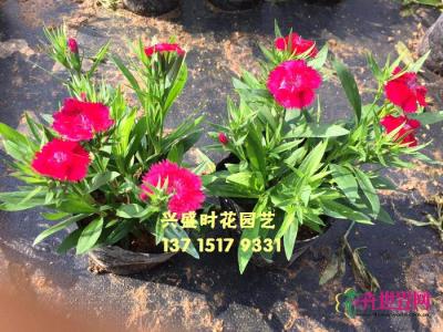 香石竹