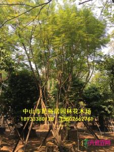 丛生蓝花楹