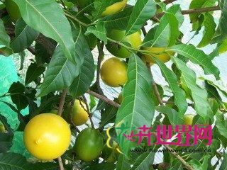 黄晶果