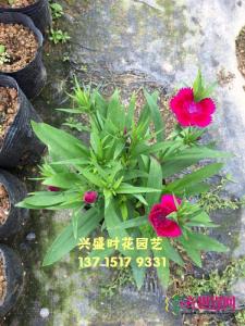 香石竹