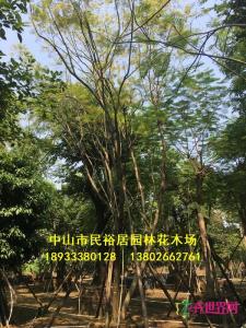 丛生蓝花楹