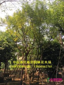 丛生蓝花楹