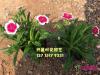 香石竹