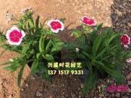 香石竹