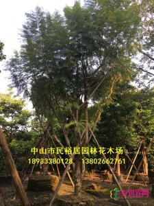 丛生蓝花楹